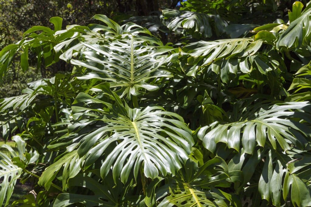 Philodendron