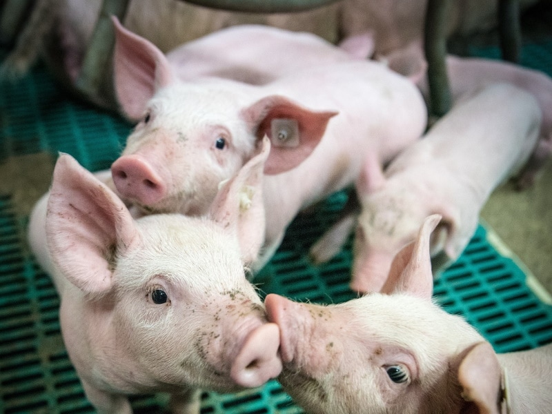 Piglets in a farm facility