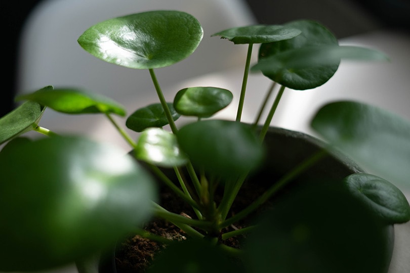 Pilea Plant