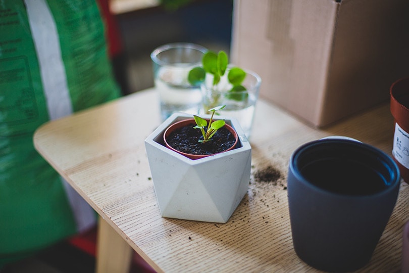 Pilea Plant on Pot