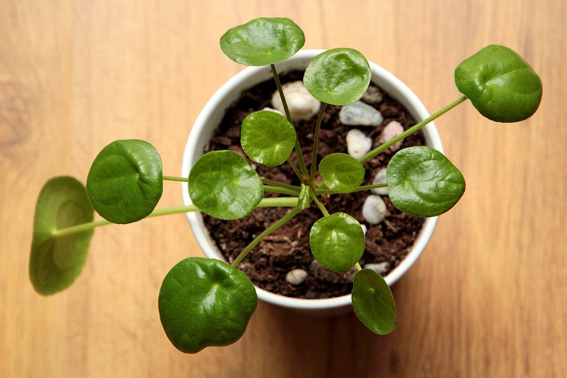 Pilea Plant
