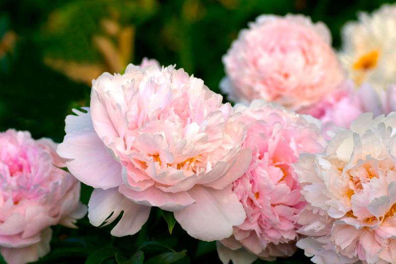 Pillow Talk Peony (Paeonia lactiflora “Pillow Talk”)