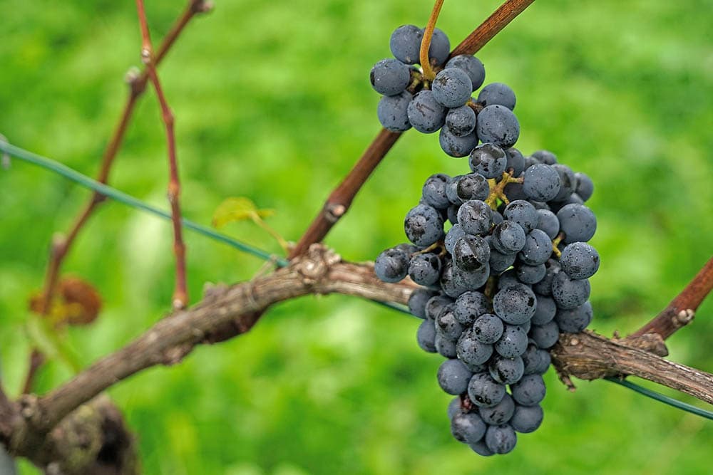 Pinot noir grape