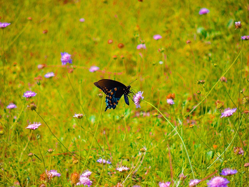 Pipevine Swallowtail