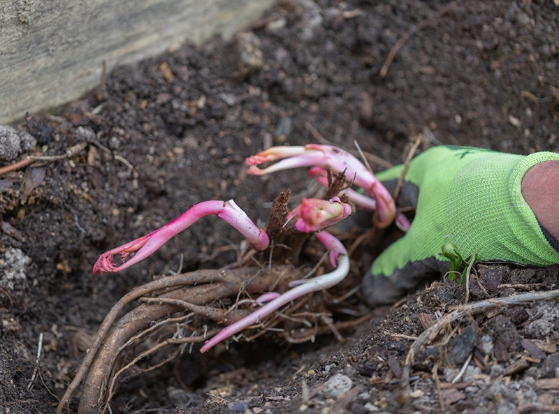 Planting Peonies Root