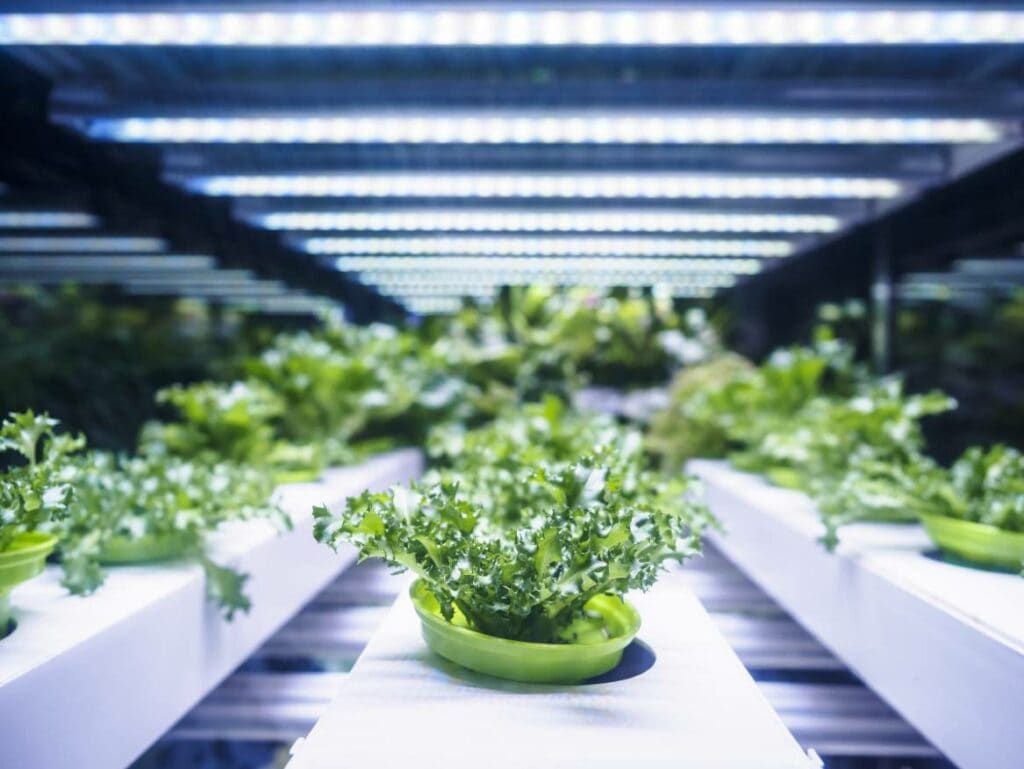 Plants with LED Light