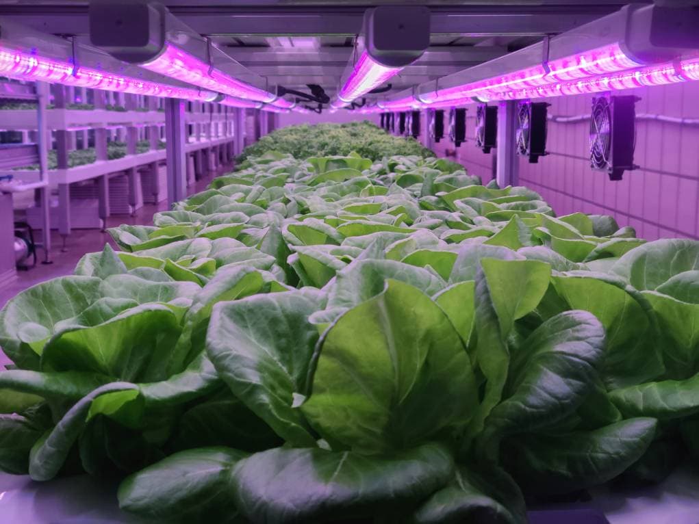 Plants with LED Light