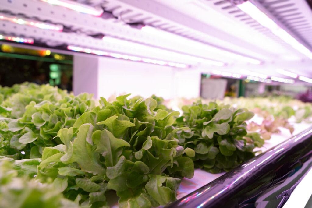 Plants with LED Light