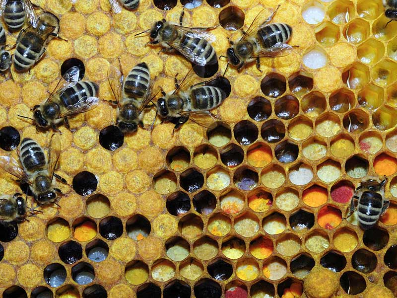 Pollen in Wabe 31b