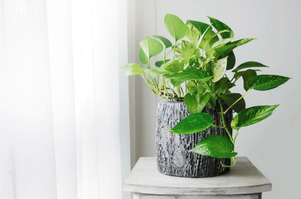 Potho Plant