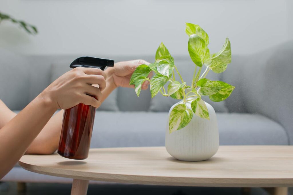 Potho Plant