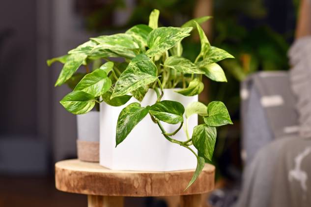 Potho Plant