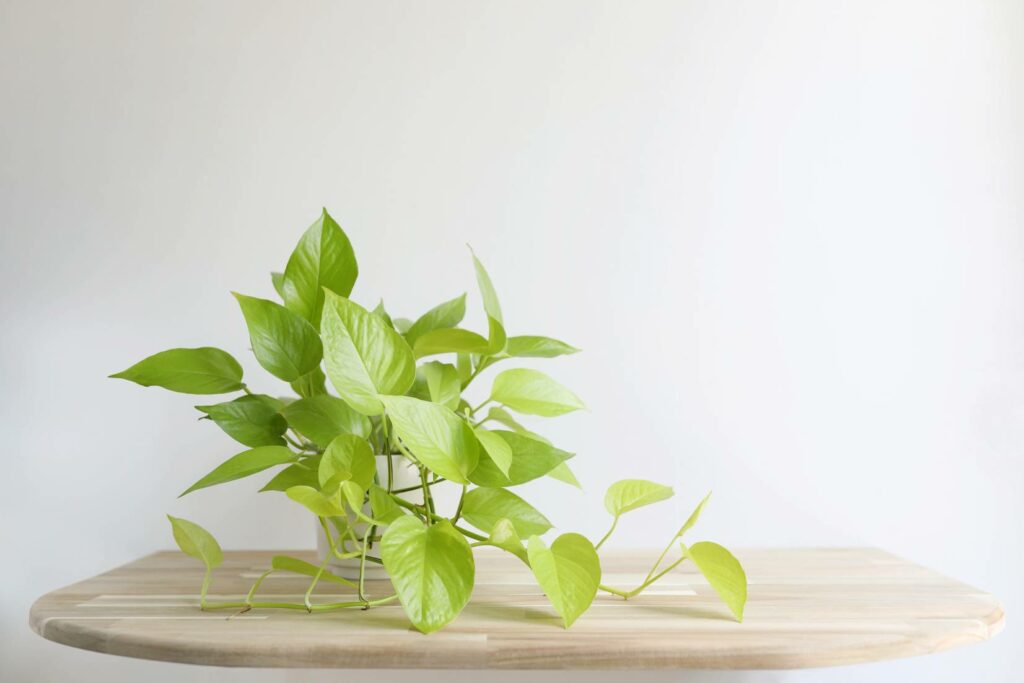 Potho Plant