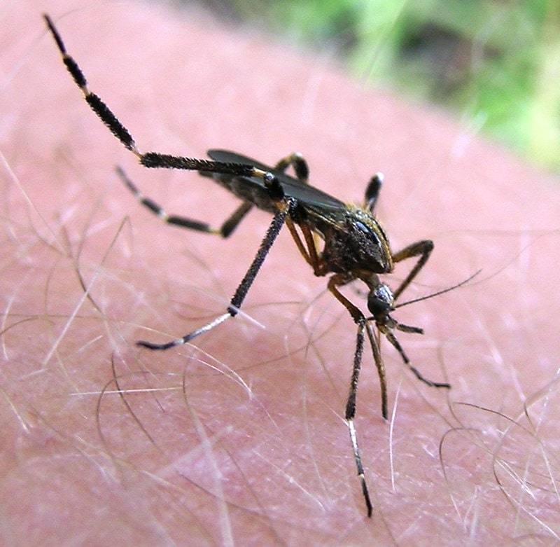 closeup of a Psorophora ciliata, also known as a Gallinipper