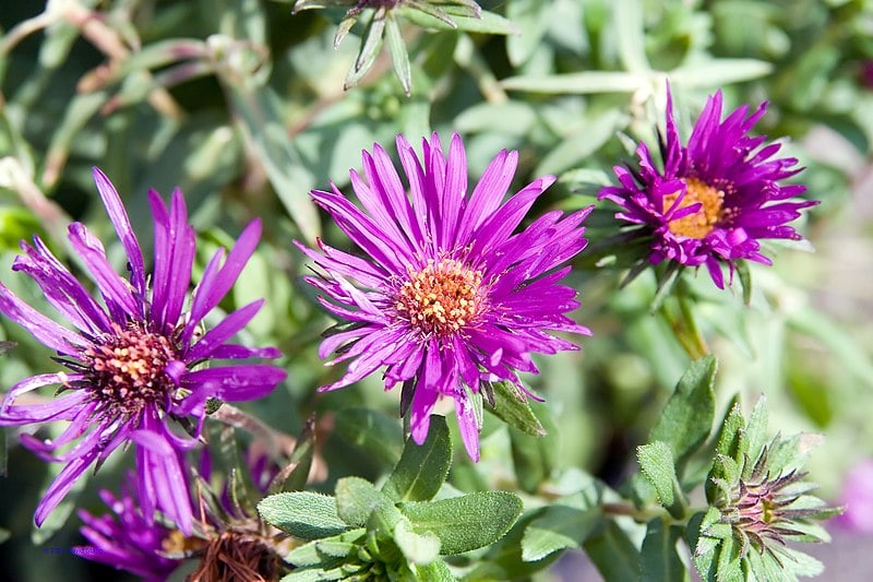 Purple Dome Aster