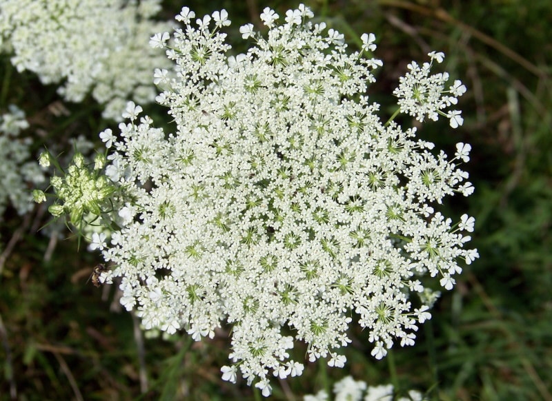 Queen Ann's Lace flowers