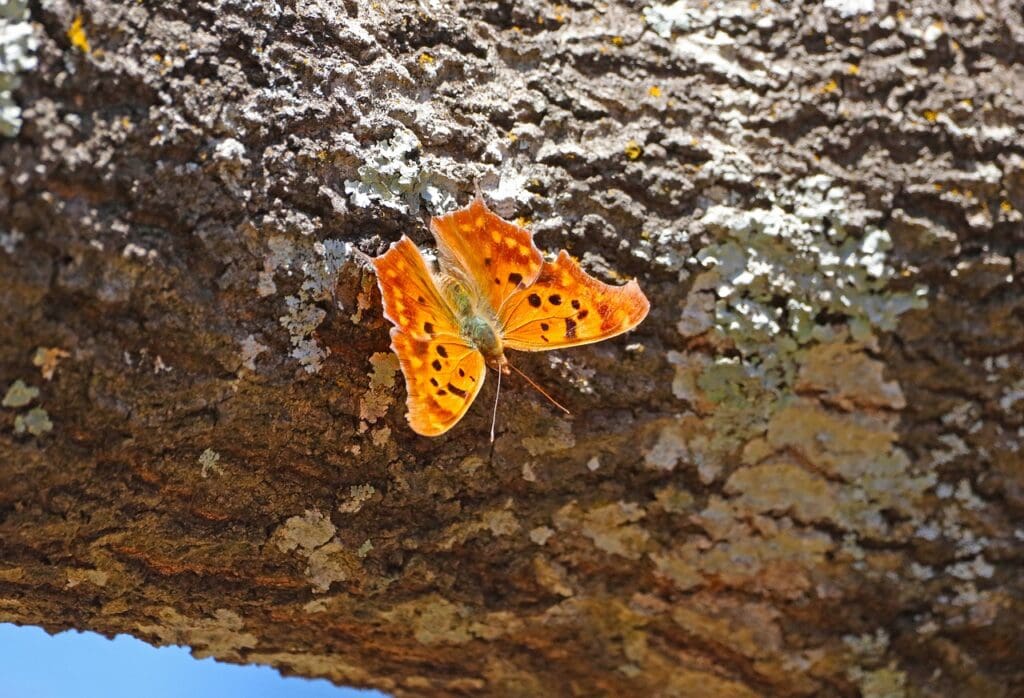 Question Mark Butterfly