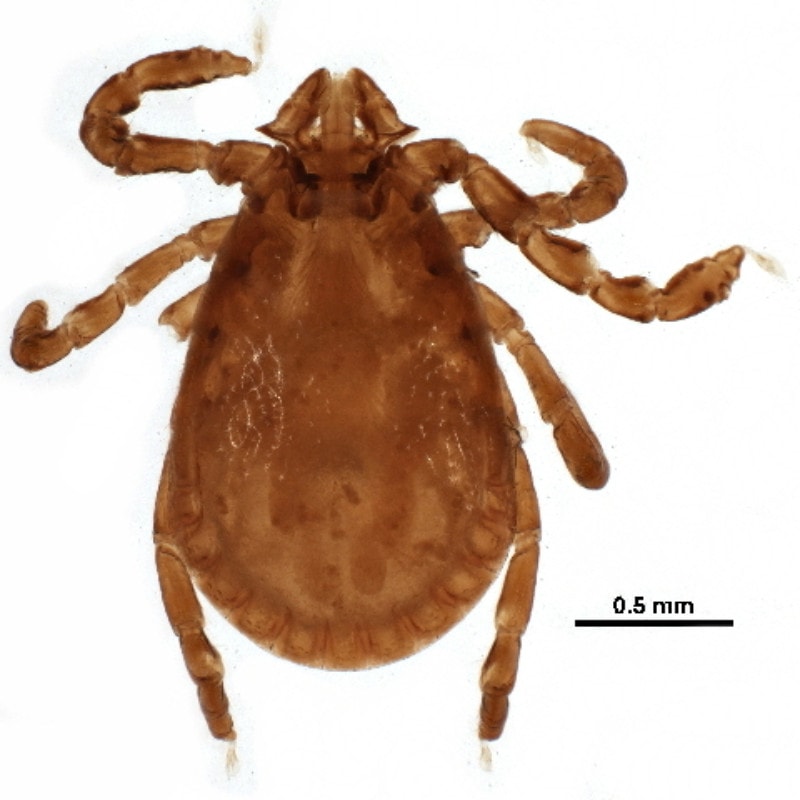 Rabbit tick (Haemaphysalis leporispalustris)