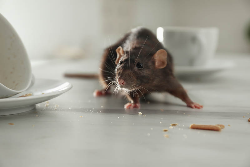 Rat near dirty dishes on table indoors