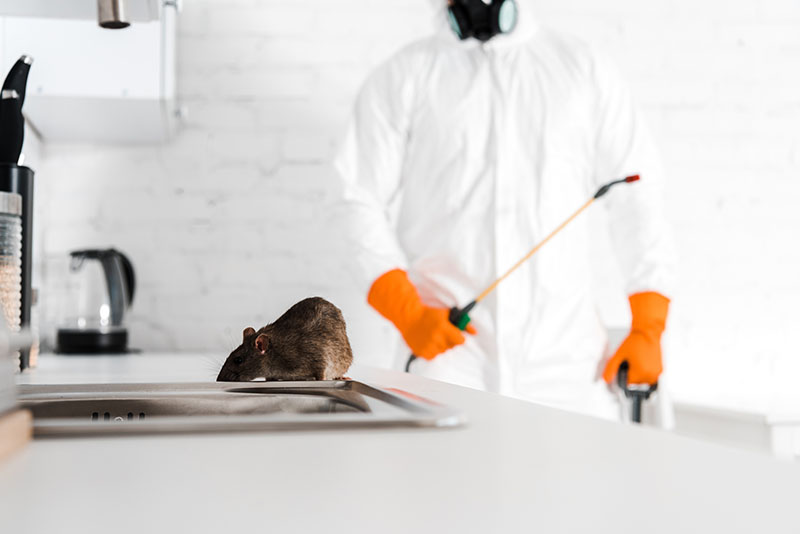 Rat near sink and exterminator with toxic spray in hand