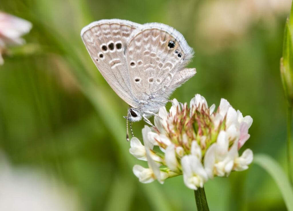 Reakirt’s Blue Butterfly