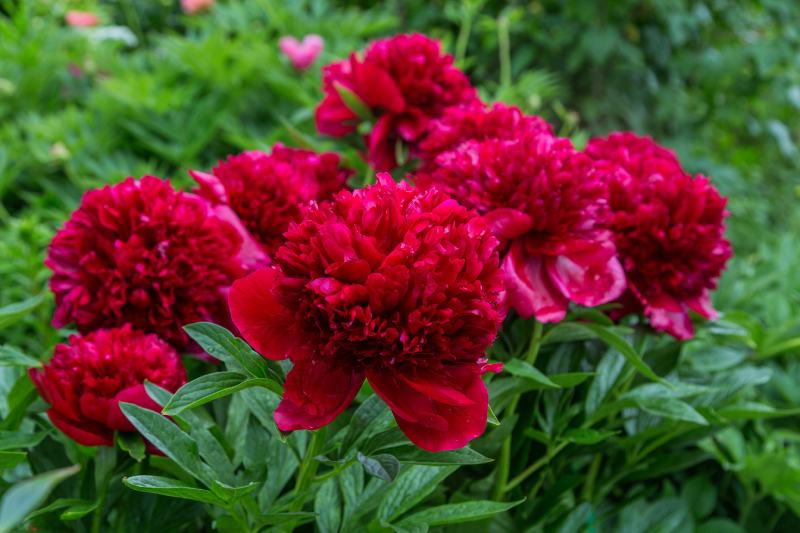Red Charm Peony (Paeonia “Red Charm”)