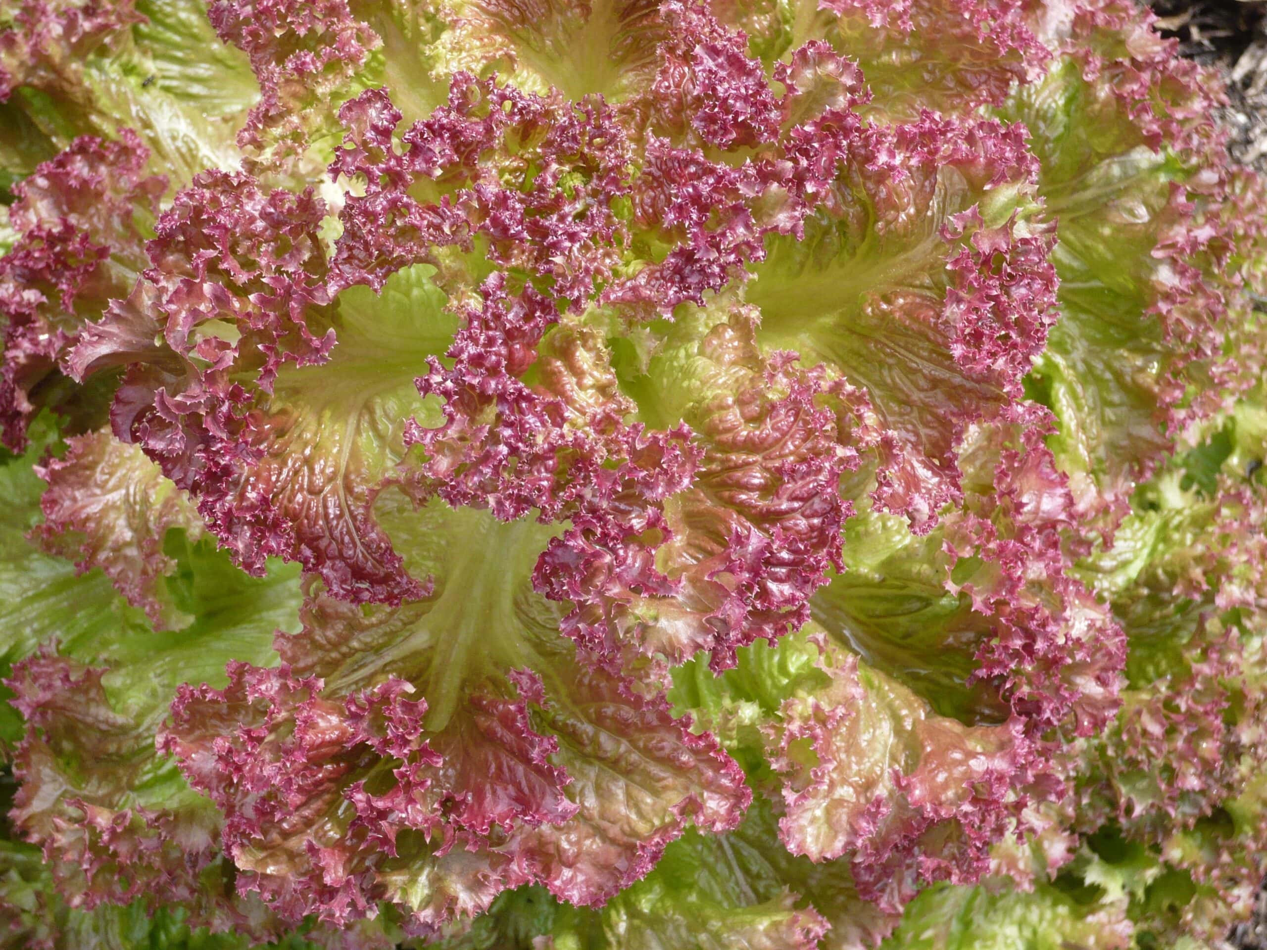 Red Sails lettuce