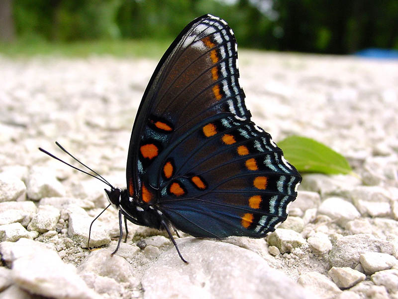 Red Spotted Purple Butterfly