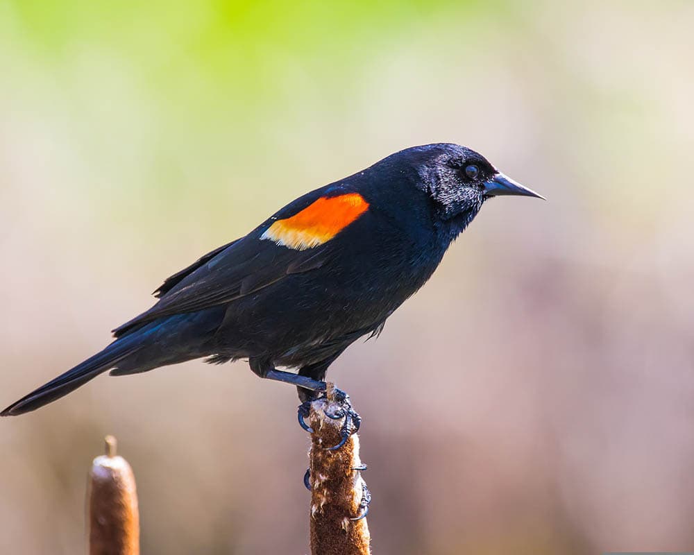 Red-winged blackbird