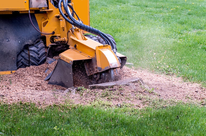 Removing Tree Stump