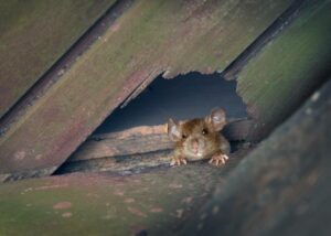 Fl Pier Rats Rats In Florida: Types, Facts, & Tips for Homeowners | Home Grail