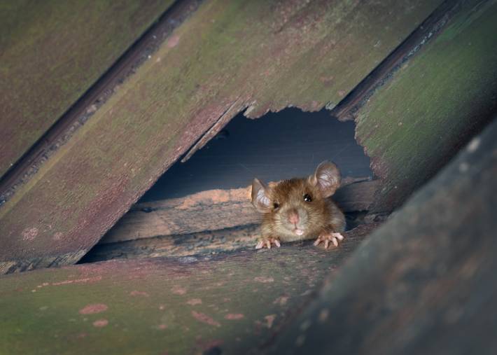 Roof Rat
