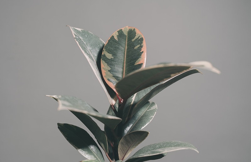 Rubber Plant Close Up