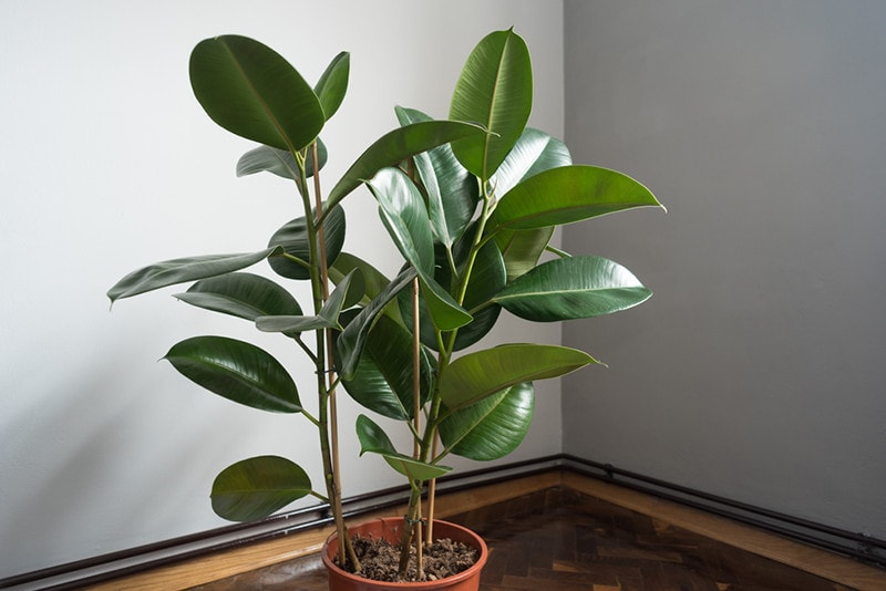 Rubber Plant