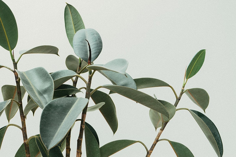 Rubber Plants