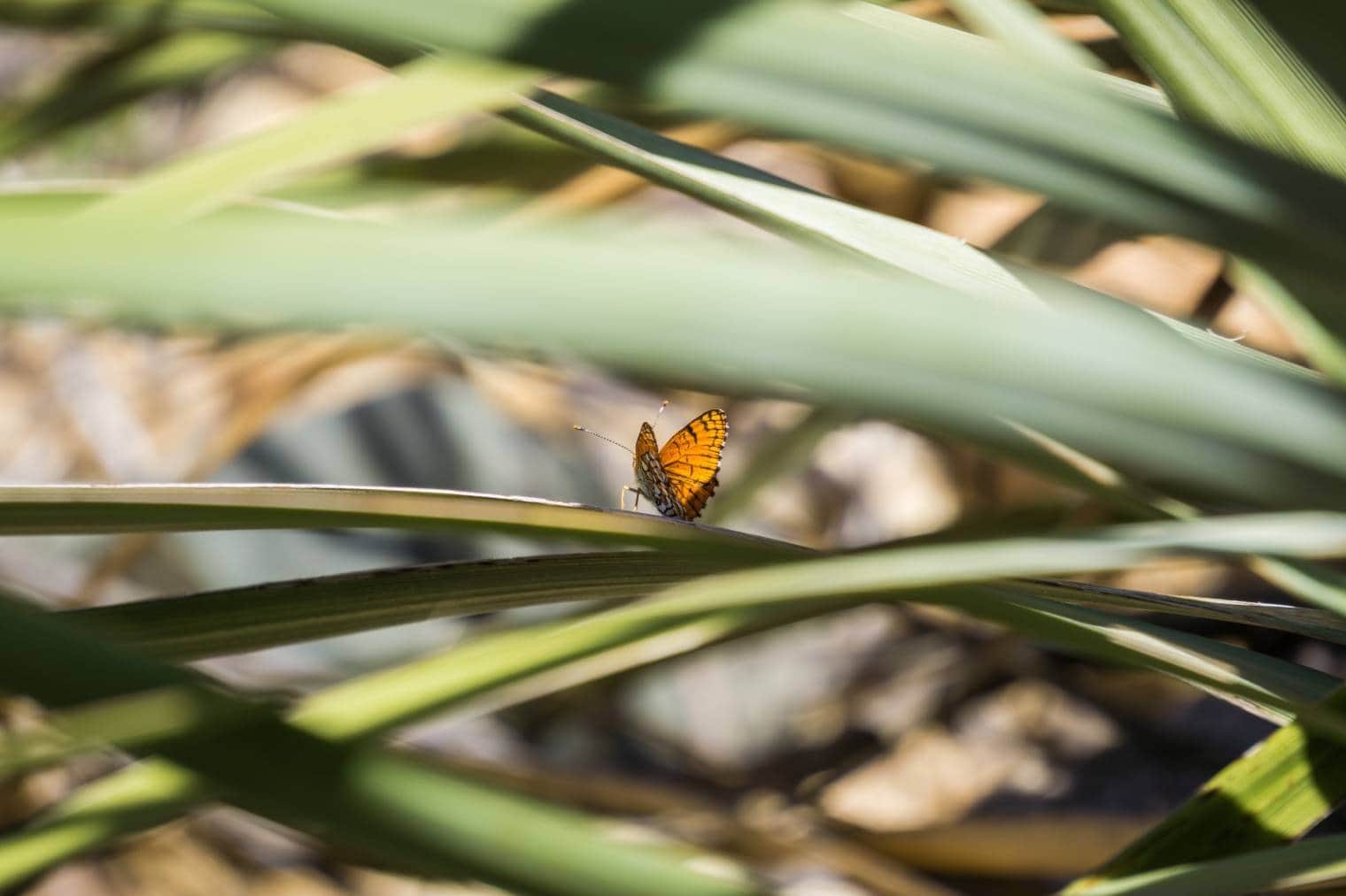 Sagebrush Checkerspot Butterfly