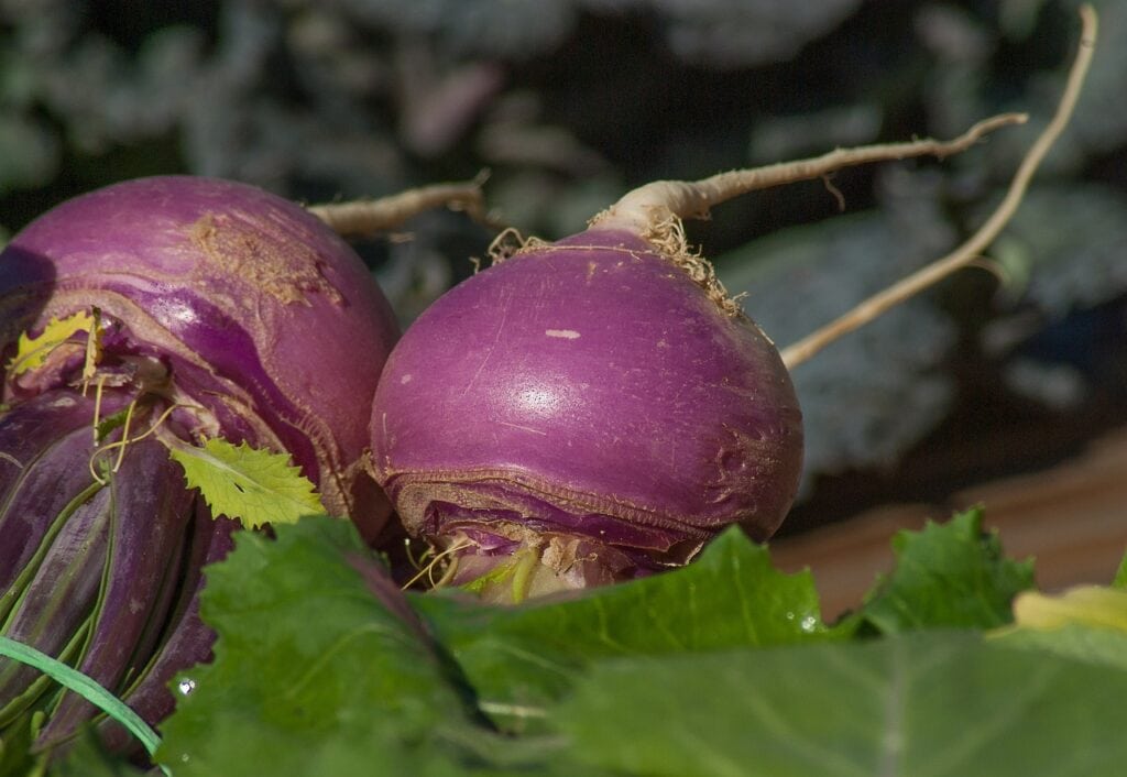 Scarlet Queen Turnip