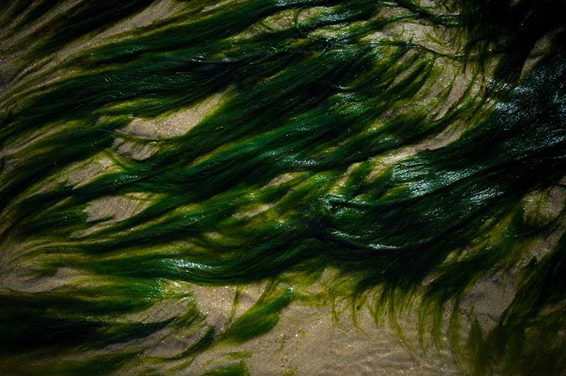 Seaweed