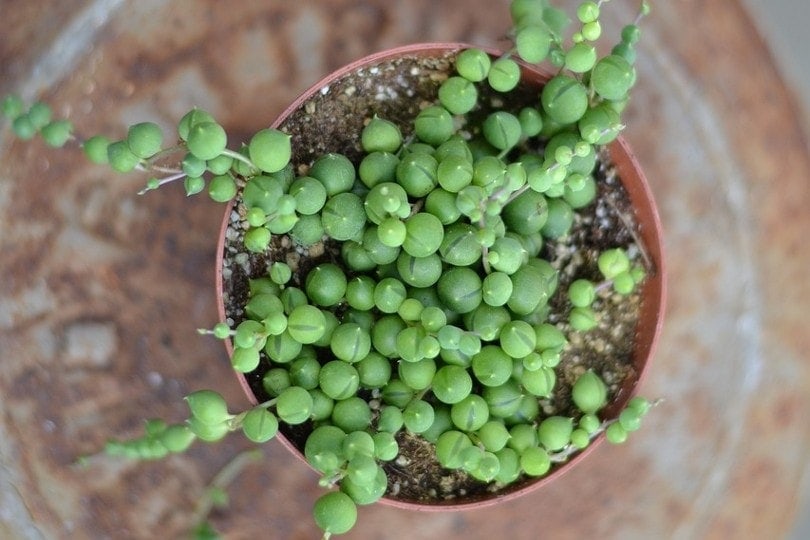 Senecio Rowleyanus (string of pearls)