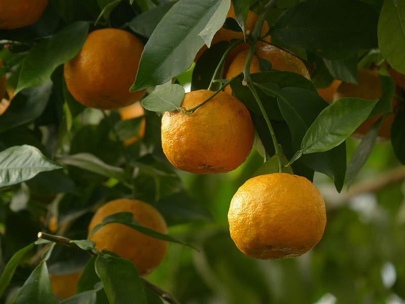 Seville Orange