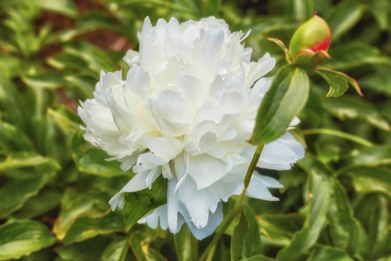 Shirley Temple Peony