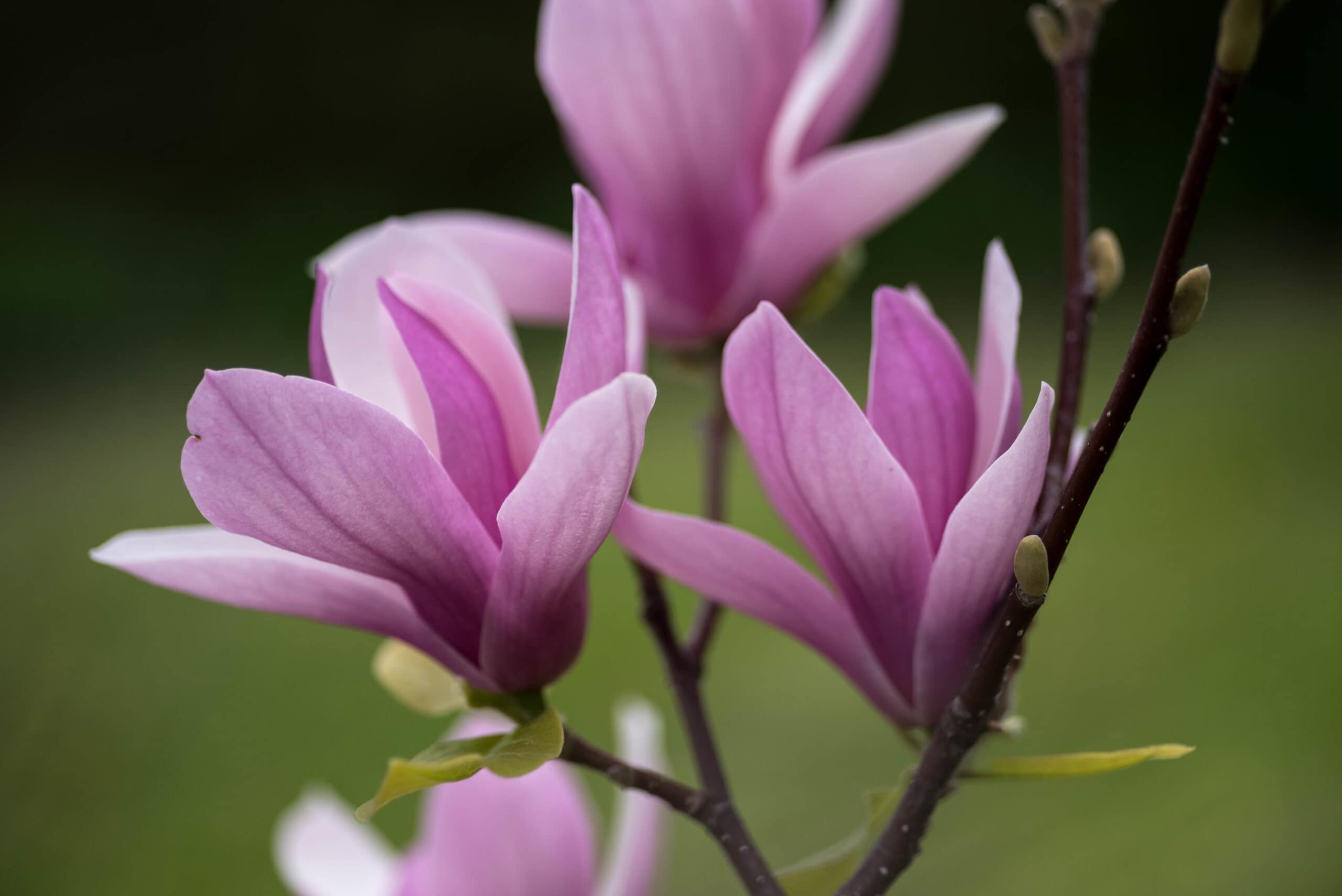 Siam Tulip