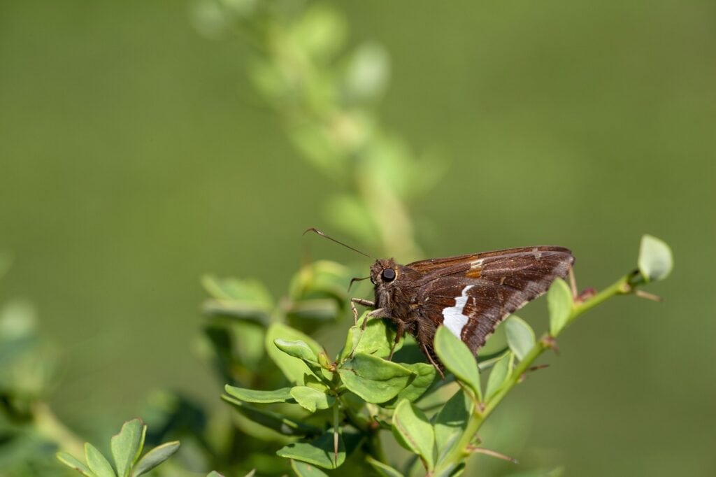 Silver Spotted Skipper
