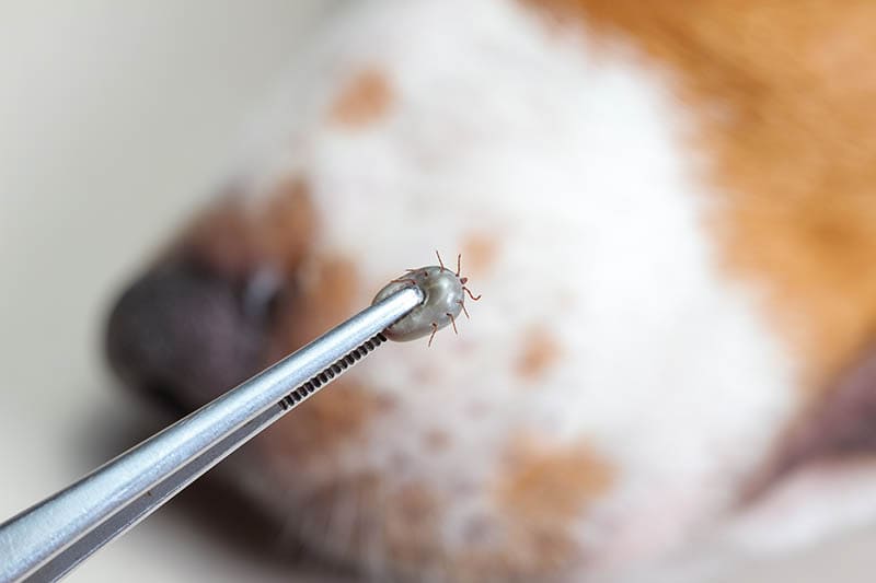 Silver pliers with dog adult tick