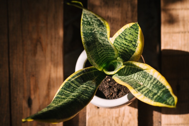 Snake plant on a white pot