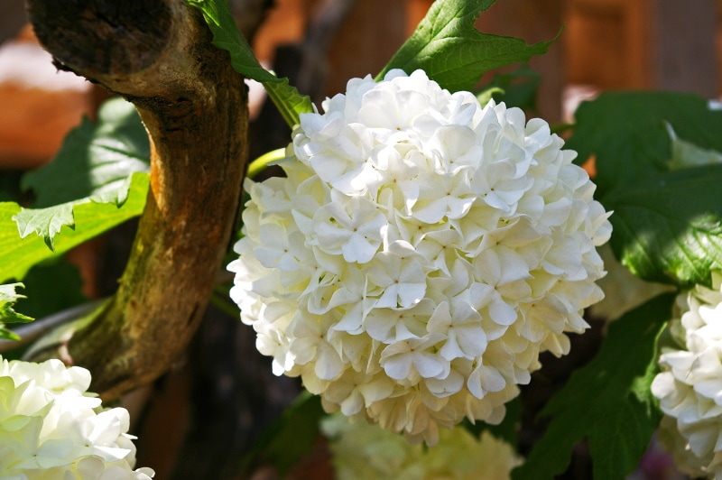 Snowball bush in full bloom
