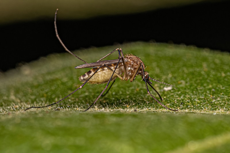 Southern House Mosquito