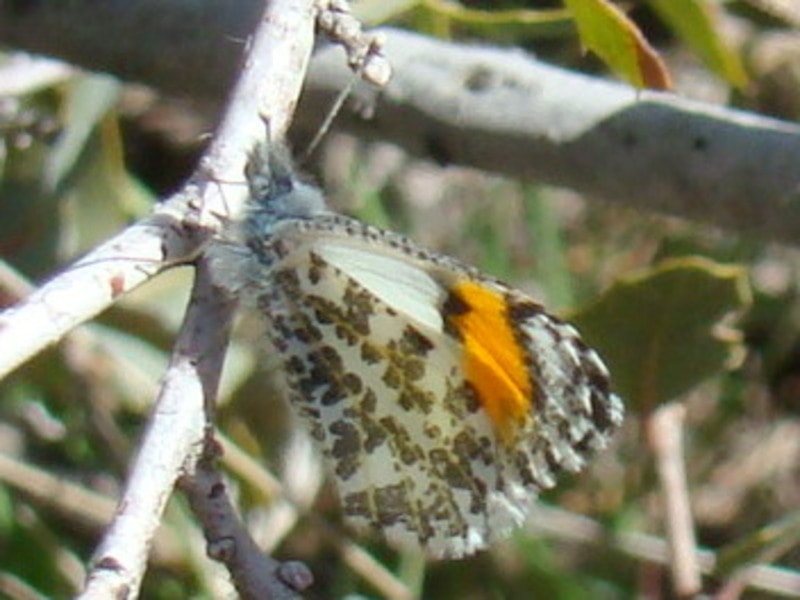 Southwestern Orangetip