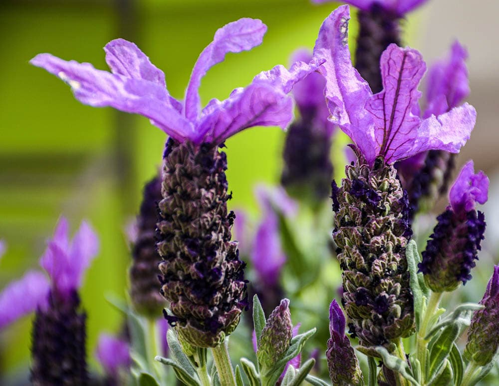 Spanish lavenders