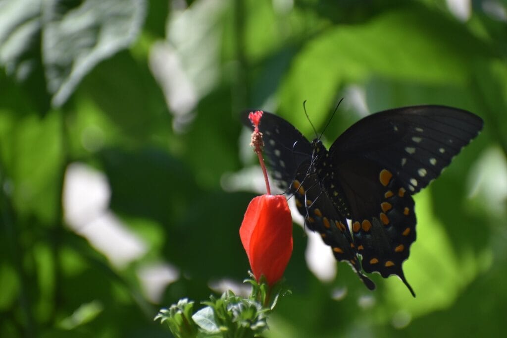 Spicebush Swallowtail